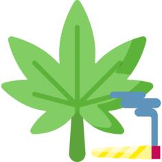 Cannabis
