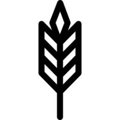 Wheat