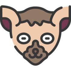 狐猴