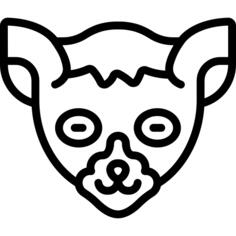 狐猴