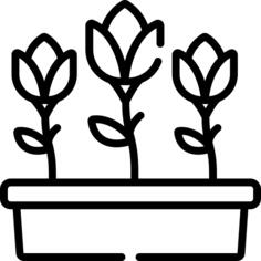 Tulips