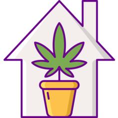 Marijuana