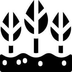 Seedling