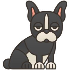 波士顿梗犬