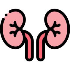 Kidney