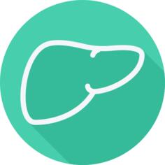 Liver