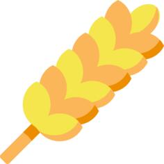 Barley