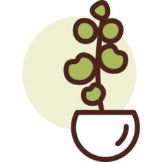 植物