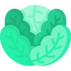 卷心菜