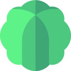 Cabbage
