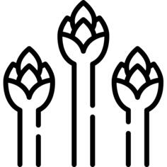Asparagus