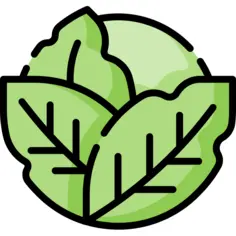 Cabbage