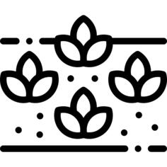 豆芽
