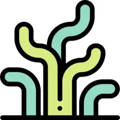 Seaweed