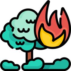 Forest fire