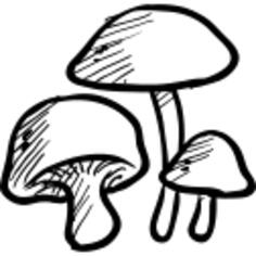 蘑菇