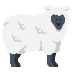 Sheep