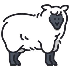 Sheep