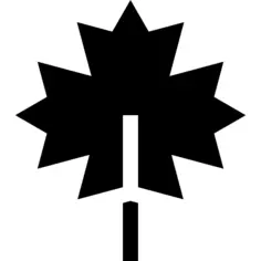 Maple leaf