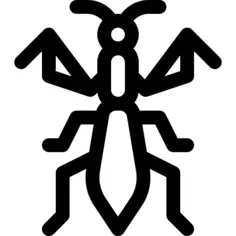 Mantis