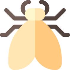 Moth