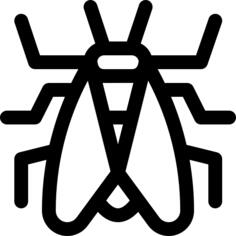 Cicada