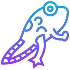 蝌蚪
