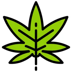 Cannabis