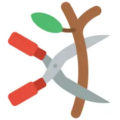 Branch