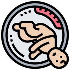 胎儿