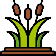 芦苇