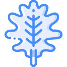 橡树叶