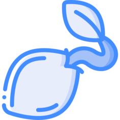 种子