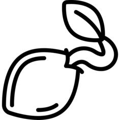 种子