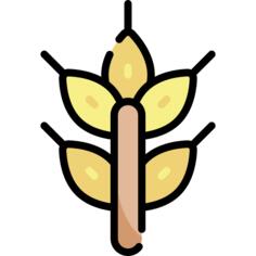 小麦植株