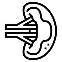 Spleen