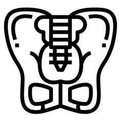 Pelvis