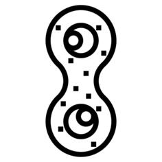 Mitosis