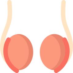 Testicle