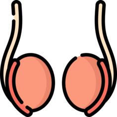 Testicle