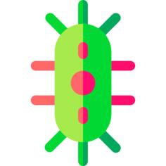 Bacteria
