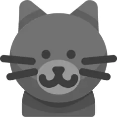 British shorthair cat