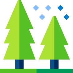 Fir