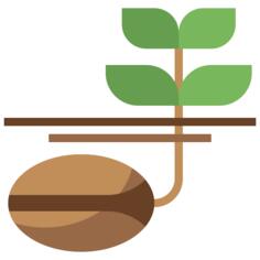 Seed