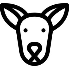 Kangaroo