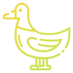 鸭