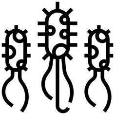 Bacteria