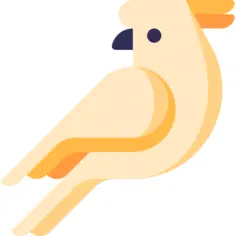 Cockatoo