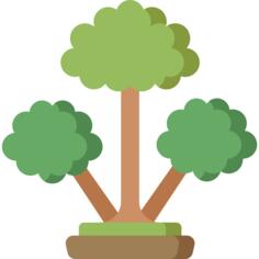 Cinnamon tree