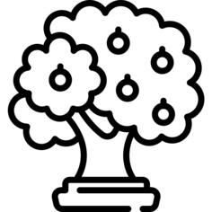 Walnut